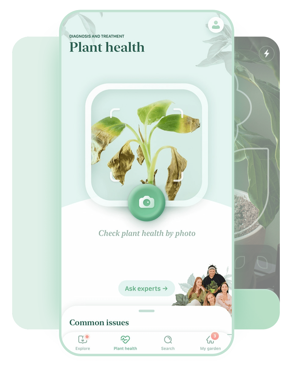 blossom-plant-disease-identification