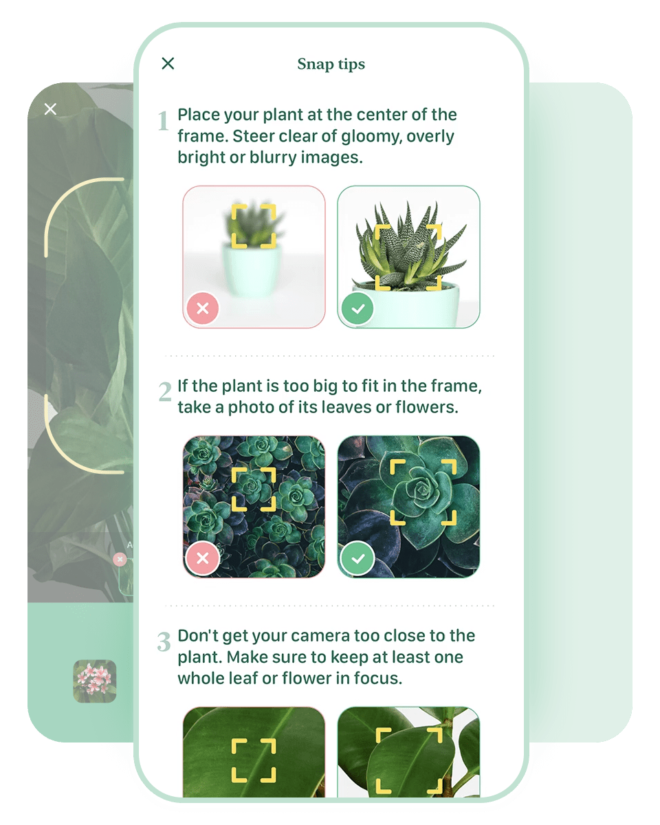 Blossom Plant Identification